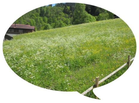 Blick vom Haus auf die Blüwi